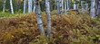 New Hampshire; White Mountains in autumn