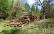 A Pile of Logs on a woodland Clearing