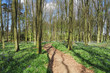 Spring Bluebells in an English Beech Wood