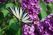 Swallowtail on lilac flower