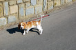 First walk on the road