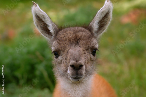 Photo: fauna of Patagonia fauna of Patagonia