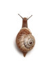 slug - lumaca