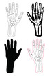 Collection of human hands and bones