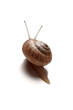 back slug - lumaca in fuga