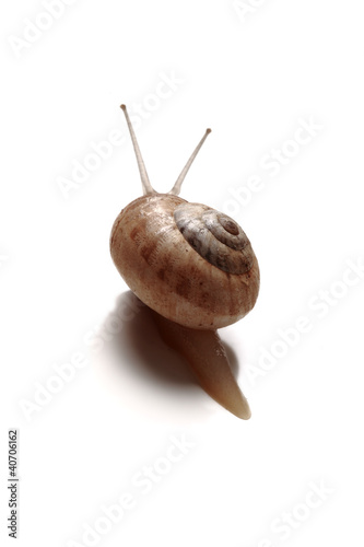 Photo: back slug - lumaca in fuga back slug - lumaca in fuga