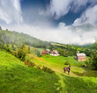 Beautiful summer landscape with a horse in the village in mounta