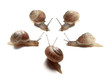 gruppo di lumache - slugs gruop