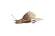 snail, slug, slowcoach