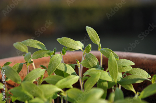 Foto: Seedlings Seedlings