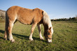cavallo