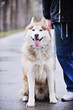 dog animal dog animal