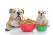 Photo: English bulldog puppy with dry food English bulldog puppy with dry food