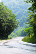 country side road in green forest country side road in green forest