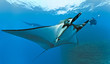 Manta and photographer on the reef Manta and photographer on the reef