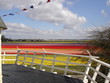 dutch bulb field dutch bulb field