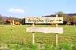 frische Eier Schild