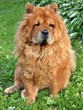 Sitting brown chow chow dog in the green grass