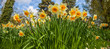 Daffodils