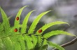 Photo en ligne au meilleur prix faune
