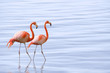 Photo en ligne au meilleur prix couple de flamands