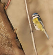 Photo en ligne au meilleur prix faune