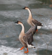 Photo en ligne au meilleur prix holiday on ice
