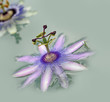 Photo: passiflore passiflore
