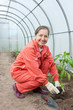 gardener planting pepper spouts