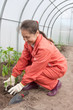 woman planting pepper  spouts