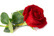 Red rose Red rose