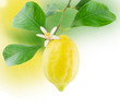 Lemon and flower growing.Border design