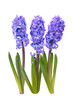 Blue hyacinthes Blue hyacinthes