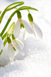 Spring snowdrop flowers Spring snowdrop flowers