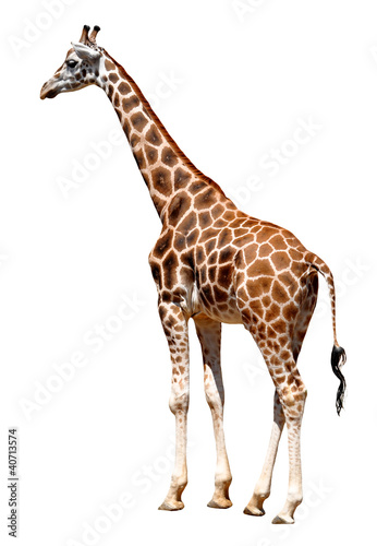 Photo: giraffe isolated giraffe isolated