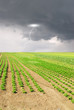 lightning in the sky over seedlings of lettuce in the field lightning in the sky over seedlings of lettuce in the field
