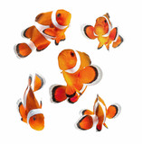 clown fish or anemone fish isolated on white background