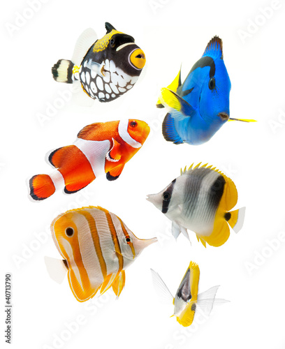 Photo: fish, reef fish, marine fish party isolated on white background fish, reef fish, marine fish party isolated on white background