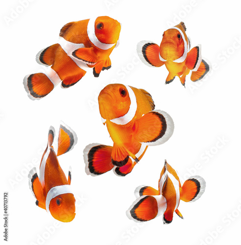 Photo: clown fish or anemone fish isolated on white background clown fish or anemone fish isolated on white background