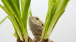Bartagame looking