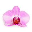 Purple phalaenopsis orchid