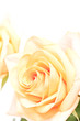 Yellow roses with green leaves on white background