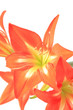 Photo beautiful red lily on white background