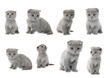 set the British kittens, isolated.