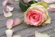 Rose with rose petals
