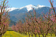 Le Canigou dans les Pyrénées Orientales