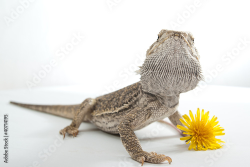 Foto: Bartagame with dandelion Bartagame with dandelion