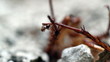 Ants