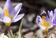 Fly on a crocus.