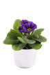 canvas print picture - Purple Primrose